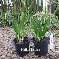 Gambar Anggrek cattleya Maikai Mayumi dari hana orchid undefined 2 Tokopedia