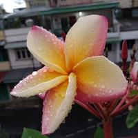 Gambar Tanaman Pohon Plumeria Pohon Kamboja Bali Vera Cruz Rose VCR Asli Bali - 60 cm (berakar) dari ChristianTungOfficial undefined 2 Tokopedia