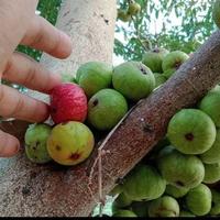 Gambar 1 kg Buah loa buah Ara segar ficus racemosa. Buah obat herbal dari Numamart undefined 2 Tokopedia