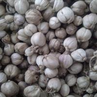 Gambar promo 1kg kapulaga kering kualitas super dari Sakura Herbal Alami undefined 2 Tokopedia