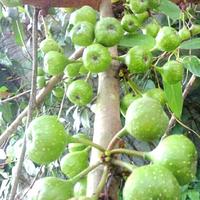 Gambar 1 kg Buah loa buah Ara segar ficus racemosa. Buah obat herbal dari Numamart undefined 3 Tokopedia