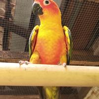 Gambar Baby Sunconure dari 4 Putra Parrot Shop undefined 2 Tokopedia