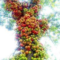 Gambar 1 kg Buah loa buah Ara segar ficus racemosa. Buah obat herbal dari Numamart undefined 1 Tokopedia