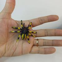 Gambar mainan prank laba laba kuning dari gudangbarangunik777 undefined 2 Tokopedia