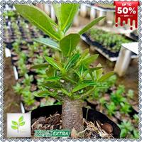 Gambar bunga adenium yellow star - tanaman hias bunga adenium kamboja dari LunaPlants undefined 2 Tokopedia