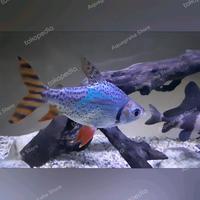 Gambar Ikan Hias Red Feifeng Red Fei Feng RFF American Flagtail Tankmate dari Aquagraha undefined 4 Tokopedia