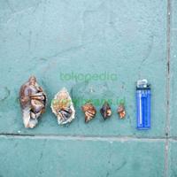 Gambar kelomang darat medium large (ukuran medium large) dari Crockbeans undefined 4 Tokopedia
