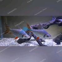 Gambar Ikan Hias Red Feifeng Red Fei Feng RFF American Flagtail Tankmate dari Aquagraha undefined 5 Tokopedia