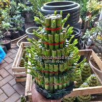 Gambar tanaman hias bambu hoki susun 5 +tatakan - 3 Susun+tatakan dari TRISNA ANUGRAH SENI undefined 3 Tokopedia