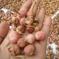Gambar Buah kapulaga basah 1kg dari sadanayastore undefined 1 Tokopedia