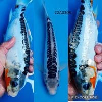 Gambar ikan koi murah bagus berkualitas asagi shusui susui ukuran sedang - 22G2407 dari FBkoi undefined 1 Tokopedia