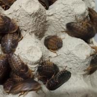 Gambar Kecoa Dubia 2-2,5 Cm Pakan Protein Tinggi Reptil, Burung, & Ikan dari Kinyoyproduction undefined 3 Tokopedia