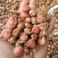 Gambar Buah kapulaga basah 1kg dari sadanayastore undefined 2 Tokopedia