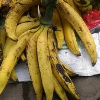 Gambar pisang tanduk dari CVADIKSHOPP undefined 1 Tokopedia