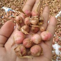 Gambar Buah kapulaga basah 1kg dari sadanayastore undefined 3 Tokopedia