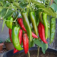 Gambar 10Pcs Biji Benih Seed Super Unggul Tanaman Cabai Cabe Chile Hot Pepper dari Pusat Biji Shop undefined 1 Tokopedia