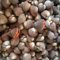 Gambar Kerang Dara Berkualitas 1kg dari IKAN LAUT SEGAR CAK AL FATH undefined 2 Tokopedia