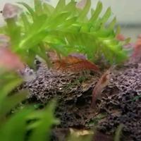 Gambar hiasan udang hias red cherry , red chery shrimp, RCS aquascape dari Favorite AQUAZONE undefined 3 Tokopedia
