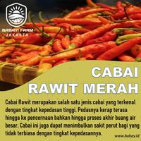 Gambar Cabe Rawit Merah / Cabai Rawit Merah 250 gram - 250 gram dari Babay! Farm Jakarta undefined 1 Tokopedia
