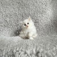 Gambar Kitten white solid lucu betina dari Kamaranabul undefined 1 Tokopedia
