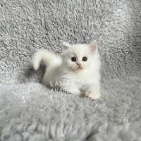 Gambar Kitten white solid lucu betina dari Kamaranabul undefined 3 Tokopedia