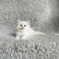 Gambar Kitten white solid lucu betina dari Kamaranabul undefined 2 Tokopedia