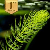 Gambar Hornwort Gangang Hijau Tanaman Air Hiasan Aquarium Ikan Hias Aquascape dari Tokomyrimbarimba undefined 5 Tokopedia