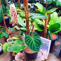 Gambar Tanaman philodendron verrucosum | sesuai gambar dari ibad garden undefined 3 Tokopedia