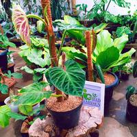 Gambar Tanaman philodendron verrucosum | sesuai gambar dari ibad garden undefined 2 Tokopedia