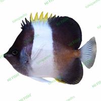 Gambar Ikan Hias Laut Kepe Belanda dari MJ FISH MARINE_NEW undefined 1 Tokopedia