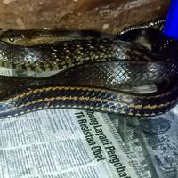 Gambar king koros mutiara lokality Jawa Tengah RARE jumbo 3 meteran dari bralingexoticpets undefined 2 Tokopedia