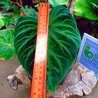 Gambar Tanaman philodendron verrucosum | sesuai gambar dari ibad garden undefined 5 Tokopedia