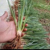 Gambar bibit rumput vetiver akar wangi dari lisa floris taman undefined 1 Tokopedia