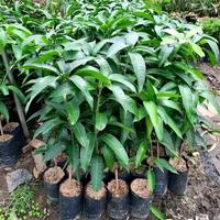 Gambar bibit mangga kiojay jumbo murah okulasi siap berbuah dari KampungbibitBerkualitas02 undefined 3 Tokopedia