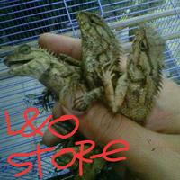 Gambar bunglon londok/calotes dari L&Ostore undefined 1 Tokopedia