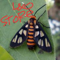 Gambar ngengat harimau (amata hubneri) dari L&Ostore undefined 1 Tokopedia