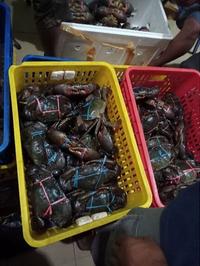 Gambar Kepiting Hidup Super Kualitas Terbaik 1 Kilogram Isi 2 Ekor dari GABERI_SHOP undefined 4 Tokopedia