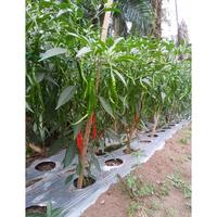 Gambar Benih Cabe Merah Keriting Lokal Medan PATEN 10 Gram - CMK Indrapura dari Arsha Tani undefined 4 Tokopedia