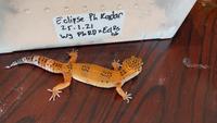 Gambar Gecko (small) dari Relaxotic Pet undefined 5 Tokopedia