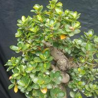 Gambar Bonsai beringin dollar mangkok/korea micro 05 dari ronnursery bonsai undefined 4 Tokopedia
