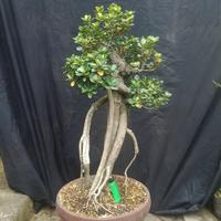 Gambar Bonsai beringin dollar mangkok/korea micro 05 dari ronnursery bonsai undefined 1 Tokopedia