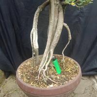 Gambar Bonsai beringin dollar mangkok/korea micro 05 dari ronnursery bonsai undefined 2 Tokopedia