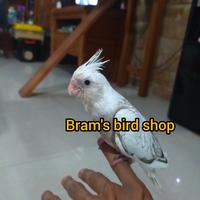 Gambar falk white face / falk Wf / burung falk dari bram's bird shop undefined 1 Tokopedia