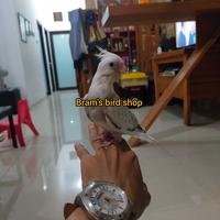 Gambar falk white face / falk Wf / burung falk dari bram's bird shop undefined 2 Tokopedia