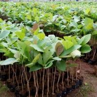 Gambar Bibit pohon jati super dari HMP Environmental Servic undefined 1 Tokopedia