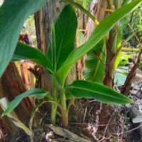 Gambar Bibit pisang papan / pisang pampan / pisang nona dari paddycoco banana store undefined 4 Tokopedia