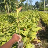 Gambar Bibit pohon jati super dari HMP Environmental Servic undefined 2 Tokopedia