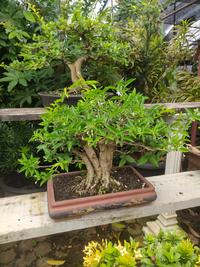 Gambar Bonsai Anting Putri dari karyahijau undefined 1 Tokopedia