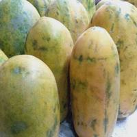 Gambar Buah Pepaya California 1 Kg -Up dari Doyan daging Tanggerang undefined 3 Tokopedia