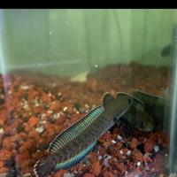 Gambar IKAN CHANNA ANDRAO GRADE A SORTIRAN - 9-10 cm wc dari Meio Aquatic undefined 3 Tokopedia